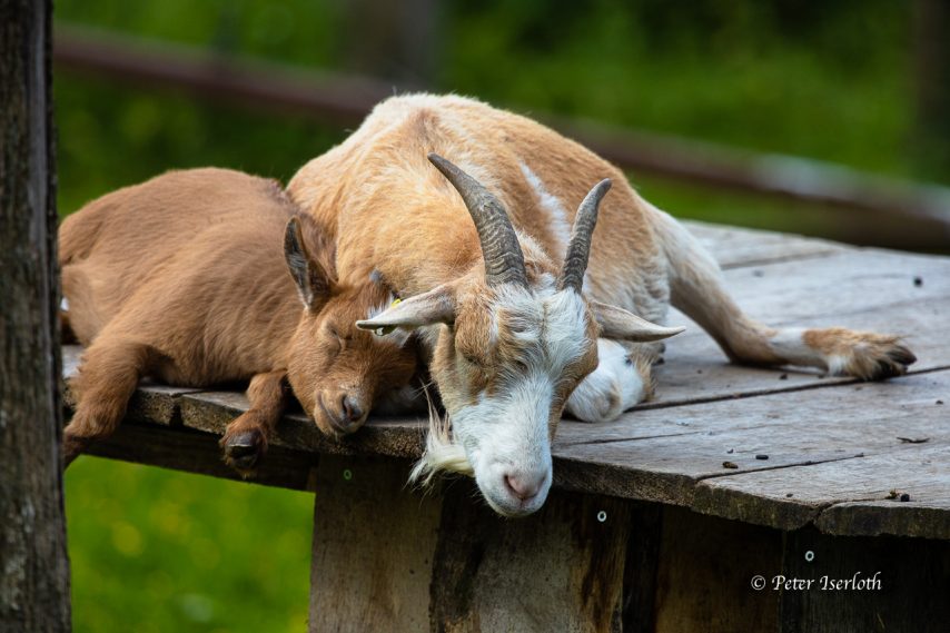 Fotografie von Ziegen (Capra), Mutter und Sohn liegen total entspannt zusammen und genießen.