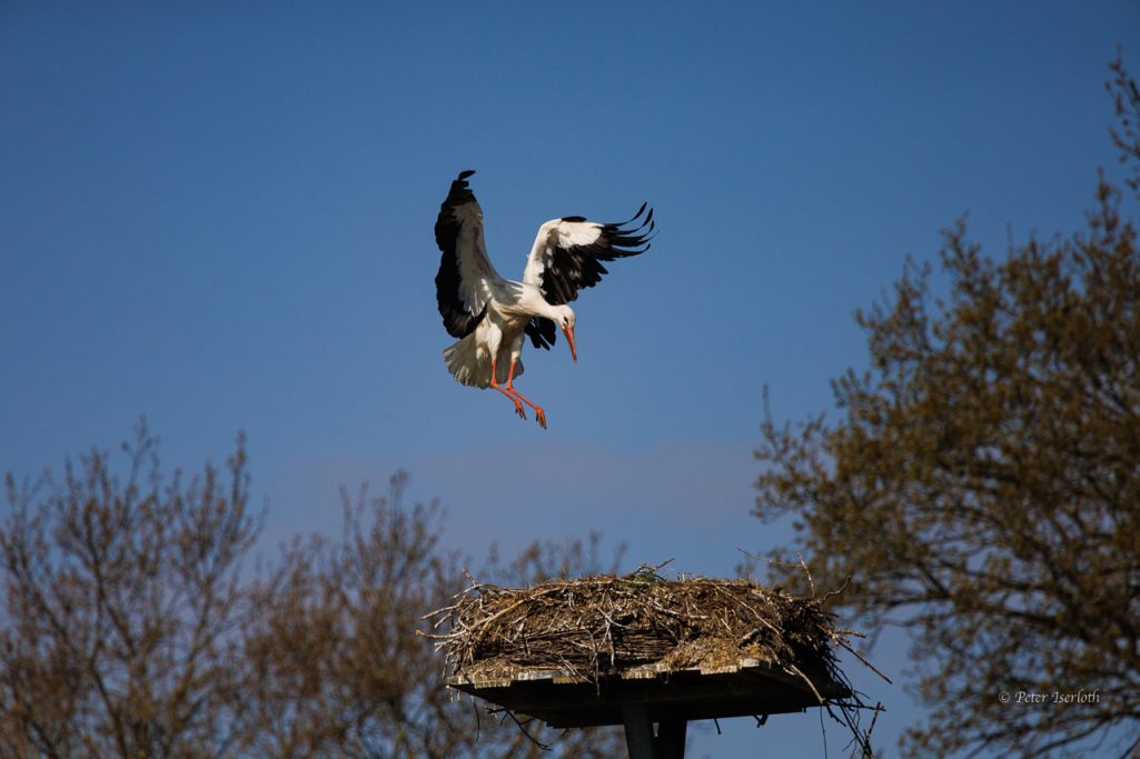 Fotografie vom Weißstorch, der auf dem Nest landen will.