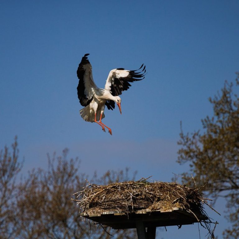 Ein Storch landet auf einem Nest vor klarem, blauem Himmel.