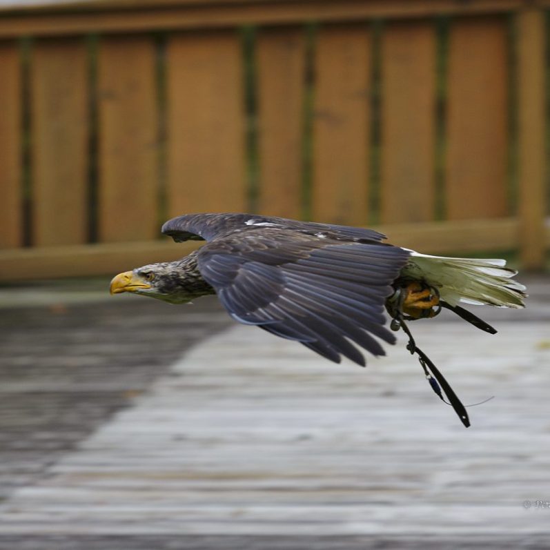 Ein Raubvogel fliegt knapp über dem Boden mit ausgebreiteten Flügeln.