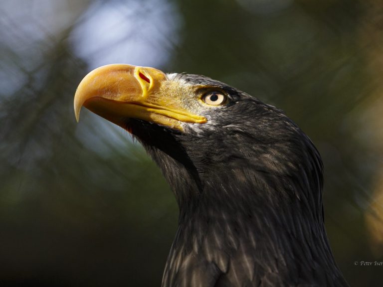 Ein riesenseeadler mit seinem beeindruckenden Schnabel und den messerscharfen Augen.