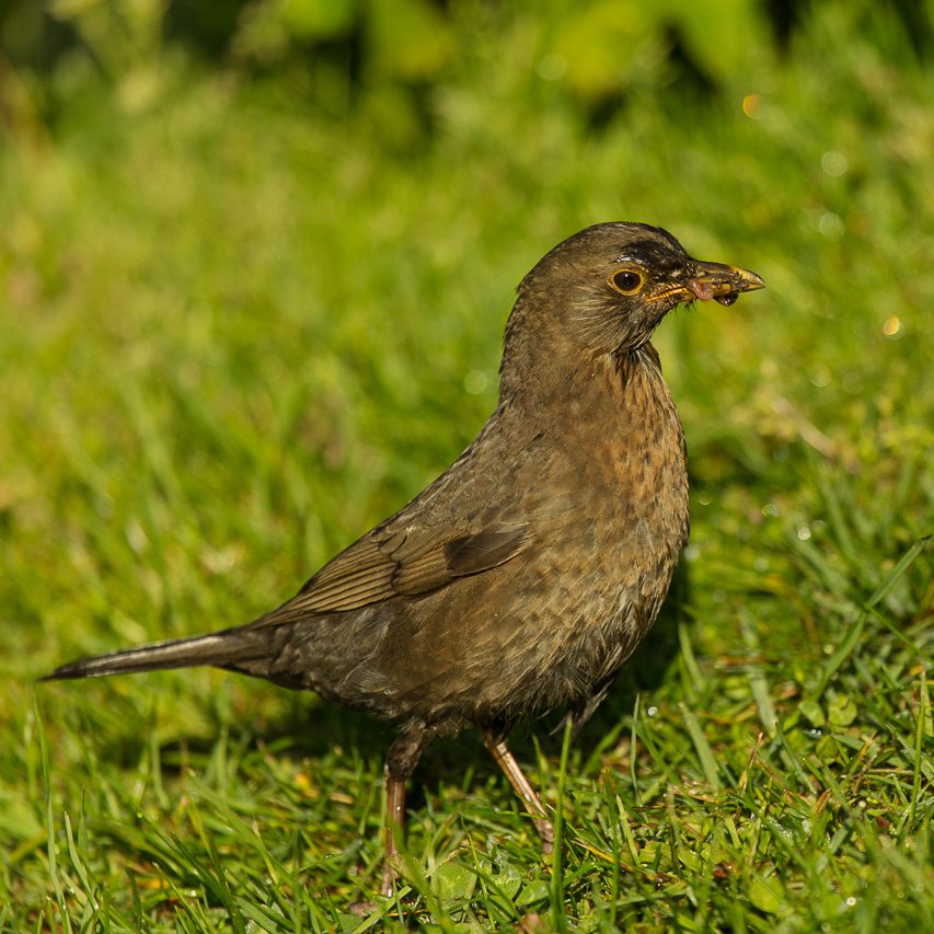 Eine braune Amsel auf dem Gras mit einem Insekt im Schnabel.