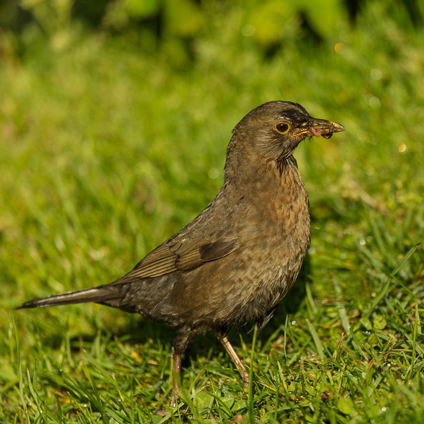 Eine dunkelbraune Amsel steht auf grünem Gras und hat ein Insekt im Schnabel.