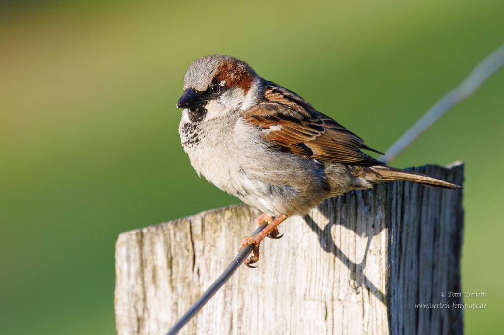 Ein Spatz sitzt auf einem Holzpfosten vor einem verschwommenen grünen Hintergrund.