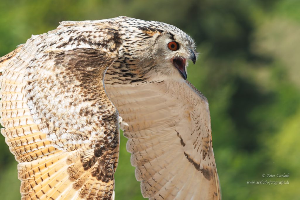 Foto vom Sibirischer Uhu (Bubo bubo sibiricus) im Flug und er ruft.