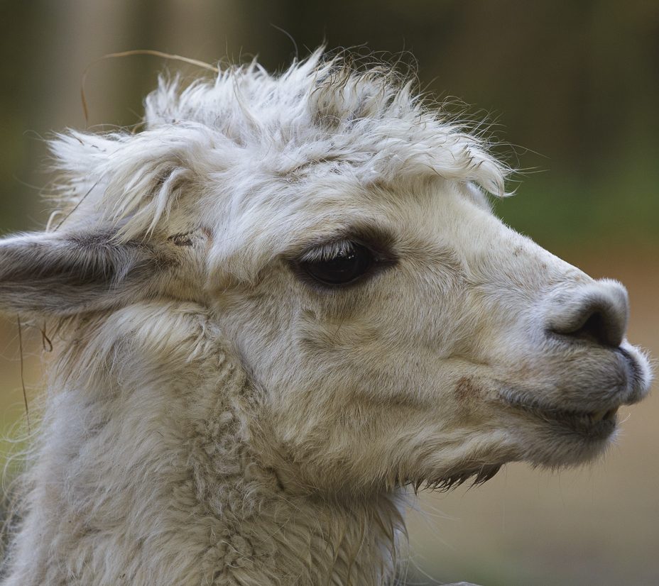 Nahaufnahme eines Lamas mit zerzaustem Fell und aufmerksamen Blick.
