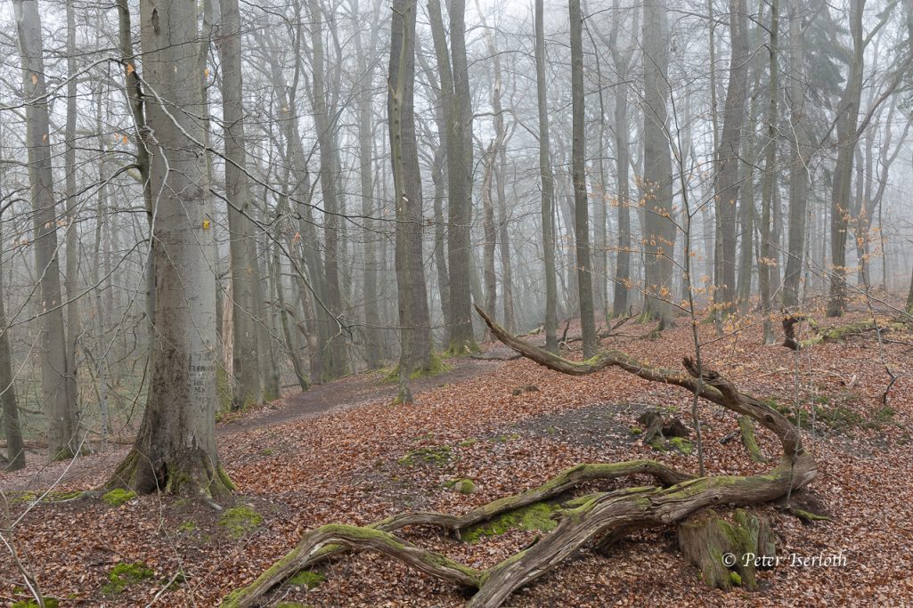Fotografie im herbstlichen Wald, im Naturschutzgebiet Billetal.