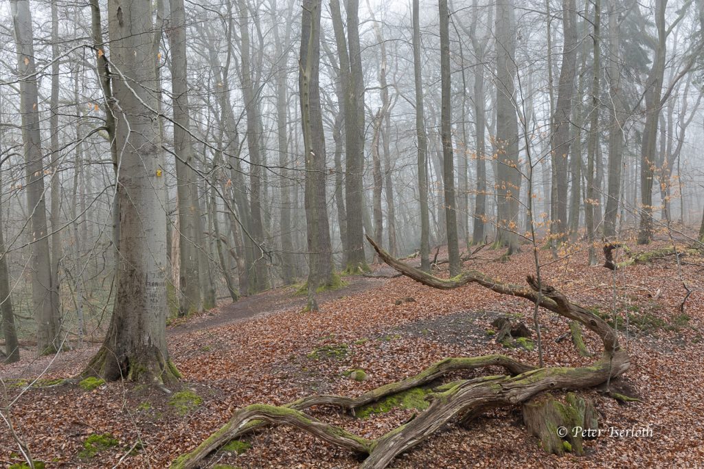 Nebeliger Wald mit Laubboden und knorrigen Ästen auf dem Boden.