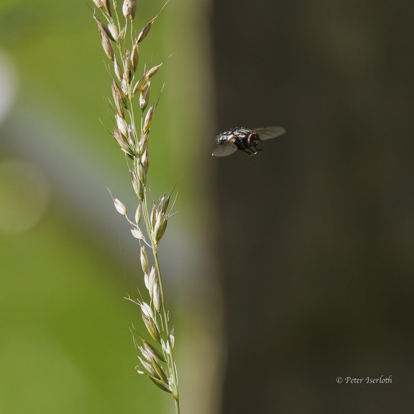 Eine Fliege fliegt neben einem Grashalm vor unscharfem, grünem Hintergrund.