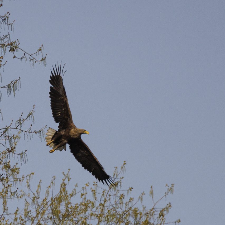 Ein majestätischer Adler fliegt über eine Baumkrone unter blauem Himmel.