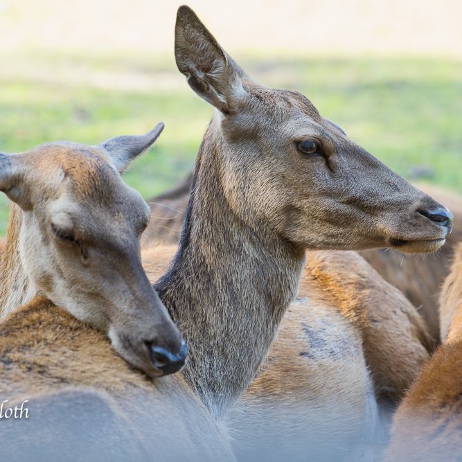 Porträt - Fotografie von Damwild, im Wildpark Lüneburger Heide.