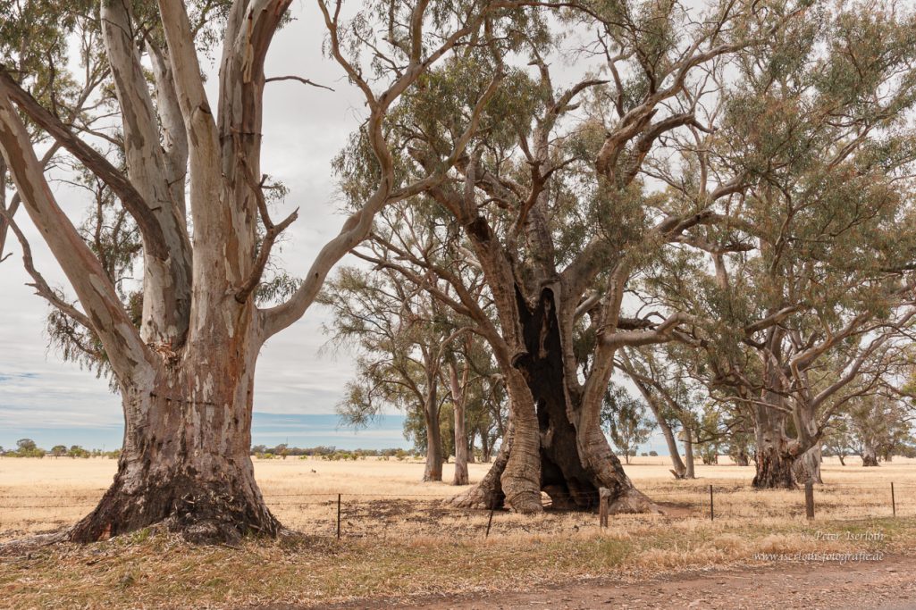Fotografie von knorrigen Eukalyptusbäume, die vom Leben gezeichnet sind.